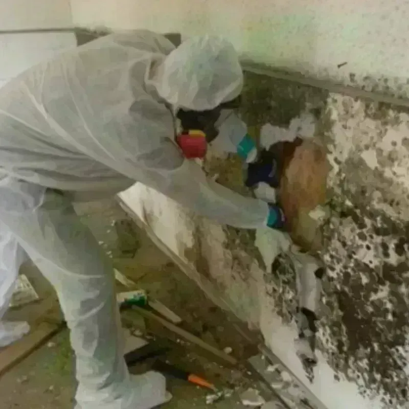 Mold Remediation and Removal in Milford, UT